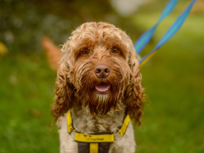 Cocker Spaniel Dogs And Puppies For Adoption
