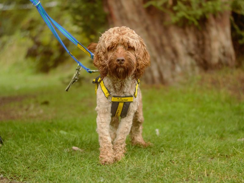 Roger | Spaniel (Cocker) Cross | Kenilworth (West Midlands) - 4