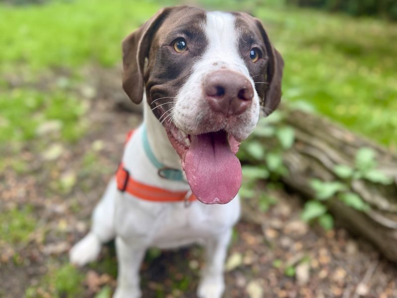 Loki | Spaniel (Cocker) Cross | Canterbury - 2