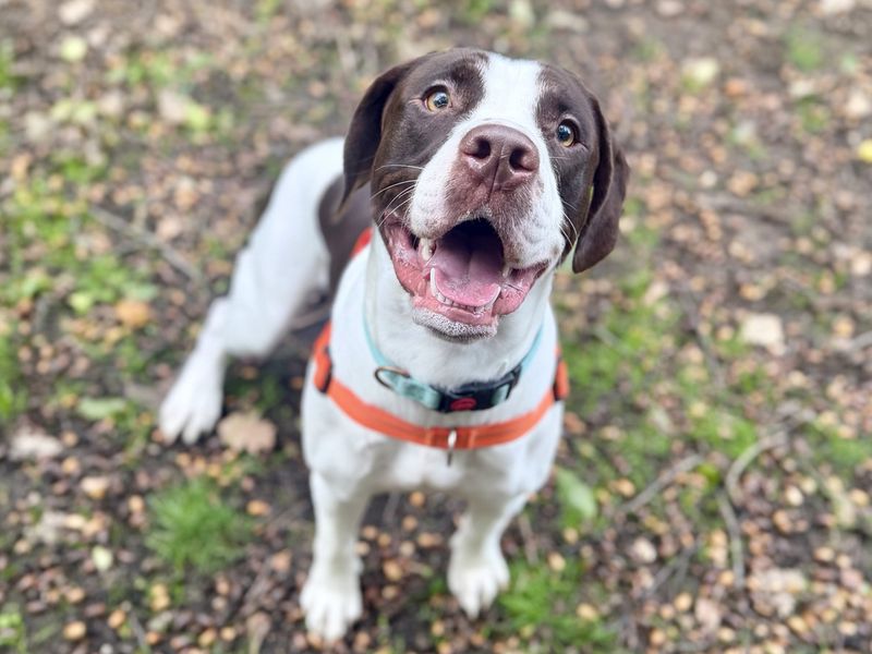 Loki | Spaniel (Cocker) Cross | Canterbury - 3