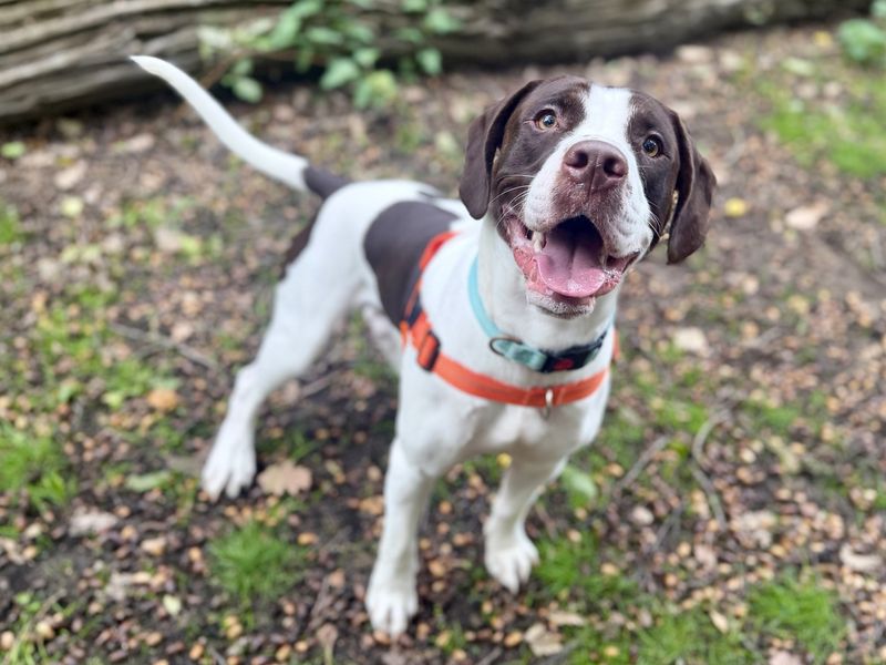 Loki | Spaniel (Cocker) Cross | Canterbury - 4