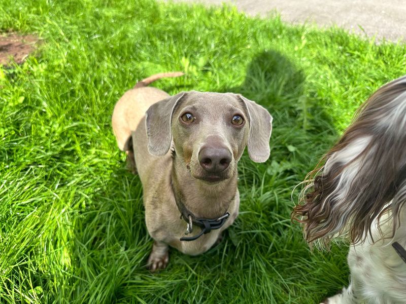 Paddy | Dachshund (Miniature Smooth Haired) | Bridgend (Wales) - 2