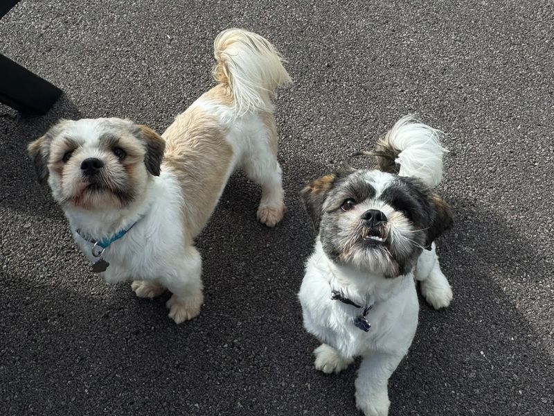 Milo Shih - Image 4 of 4