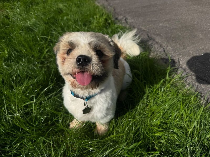 Milo Shih - Image 2 of 4