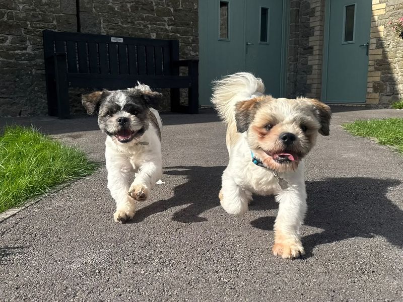 Milo Shih | Shih Tzu | Bridgend (Wales) - 1