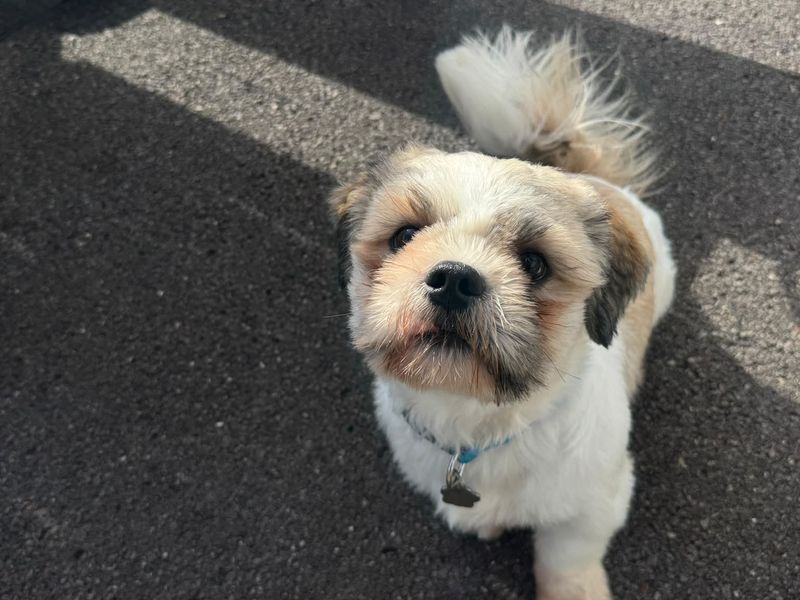 Milo Shih | Shih Tzu | Bridgend (Wales) - 3