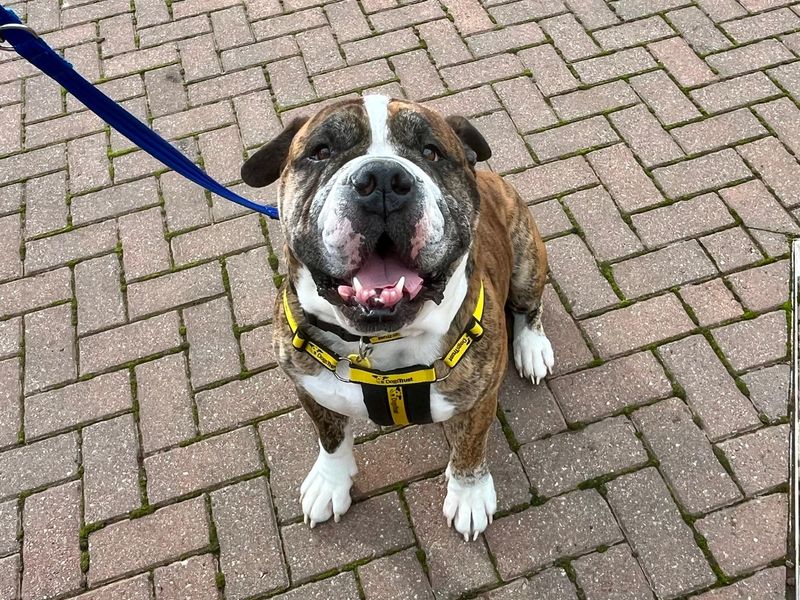 Rocky | American Bulldog Cross | Loughborough - 2