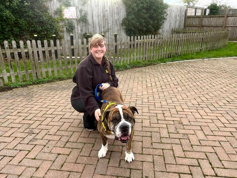 Rocky | American Bulldog Cross | Loughborough - 1