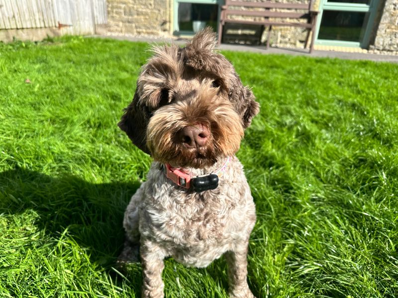 Ruby | Spaniel (Cocker) | Bridgend (Wales) - 1