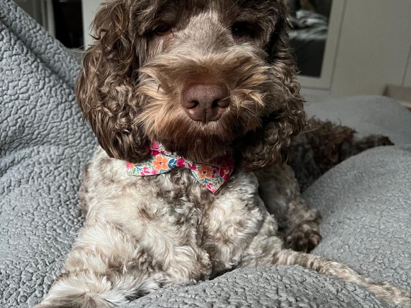Ruby | Spaniel (Cocker) | Bridgend (Wales) - 4