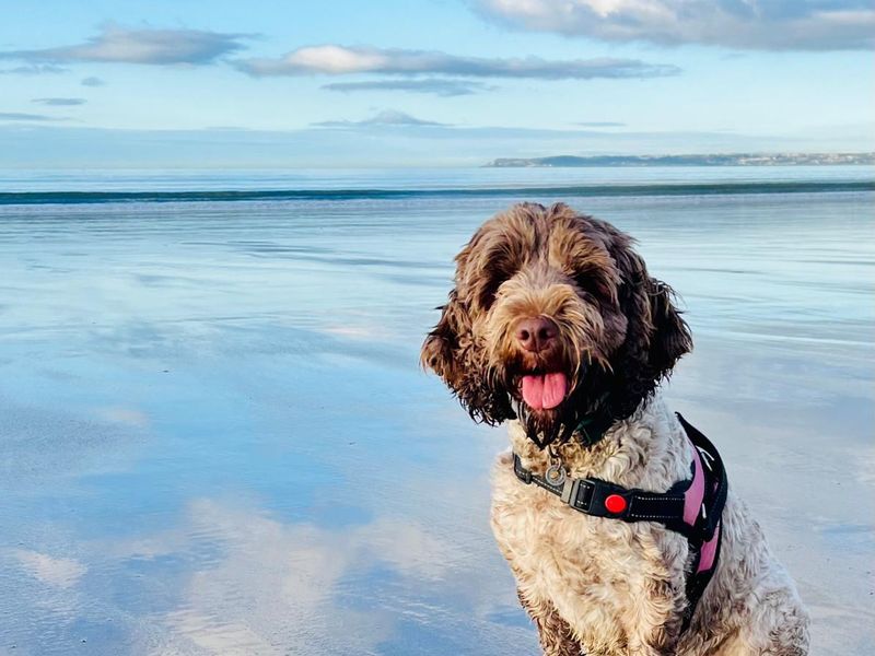 Ruby | Spaniel (Cocker) | Bridgend (Wales) - 2