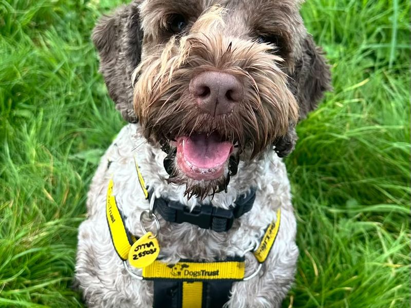 Ruby | Spaniel (Cocker) | Bridgend (Wales) - 3