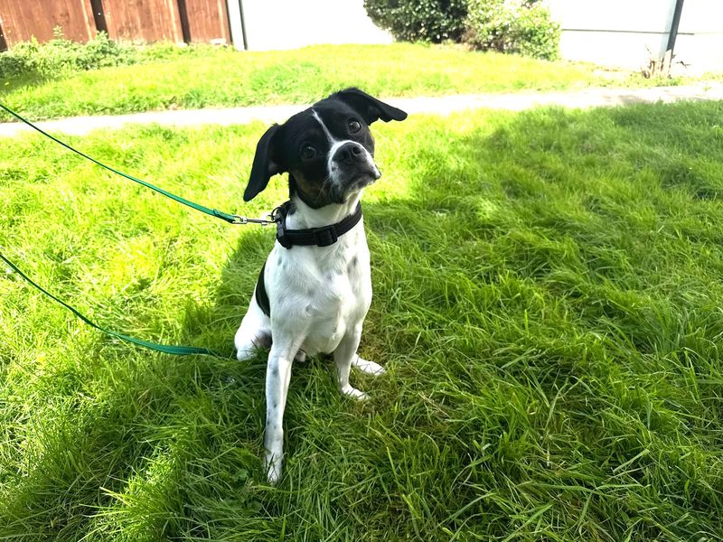 Kai | Spaniel (Cavalier King Charles) Cross | Bridgend (Wales) - 2