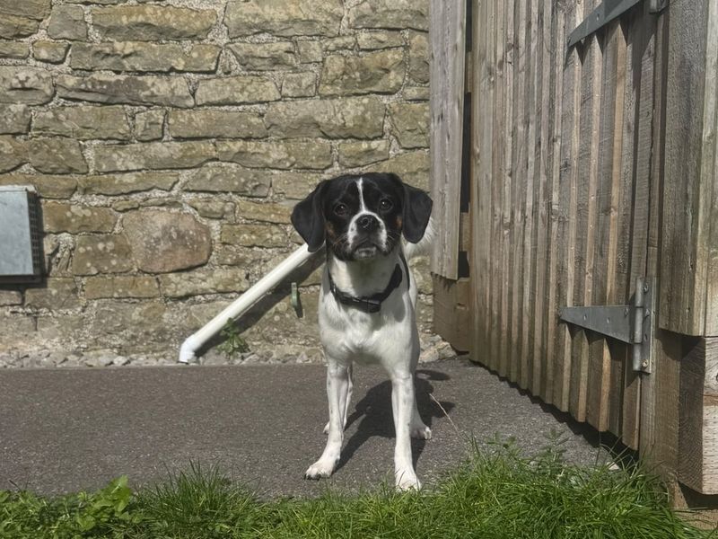 Kai | Spaniel (Cavalier King Charles) Cross | Bridgend (Wales) - 3