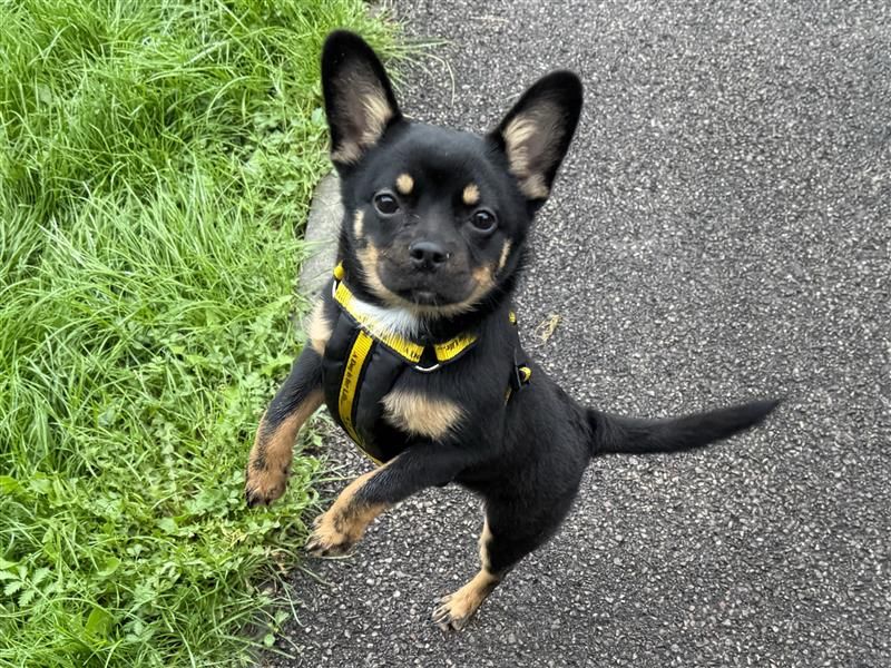 Luna | Chihuahua (Smooth Coat) Cross | Bridgend (Wales) - 13