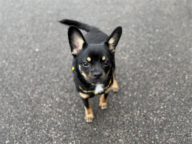 Luna - Image 5 of 10