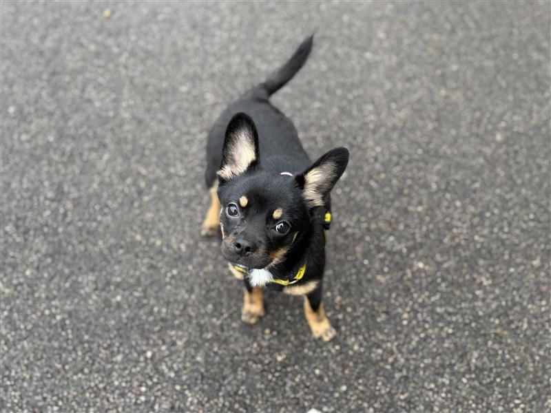 Luna | Chihuahua (Smooth Coat) Cross | Bridgend (Wales) - 11