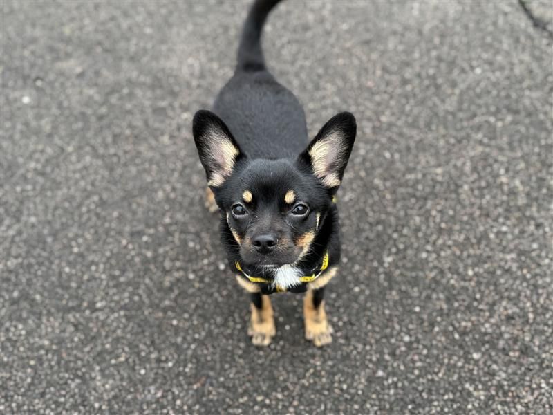 Luna | Chihuahua (Smooth Coat) Cross | Bridgend (Wales) - 8
