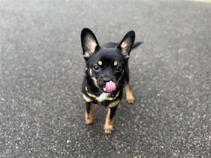 Luna - Image 6 of 10