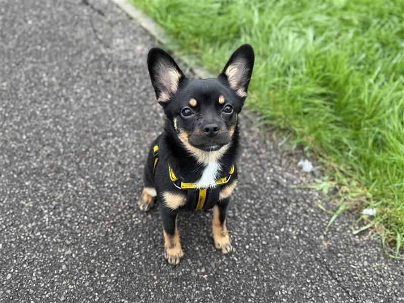 Luna | Chihuahua (Smooth Coat) Cross | Bridgend (Wales) - 12