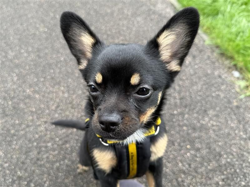 Luna | Chihuahua (Smooth Coat) Cross | Bridgend (Wales) - 9