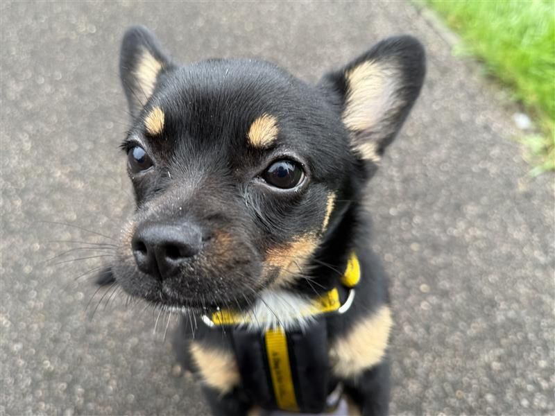 Luna | Chihuahua (Smooth Coat) Cross | Bridgend (Wales) - 2