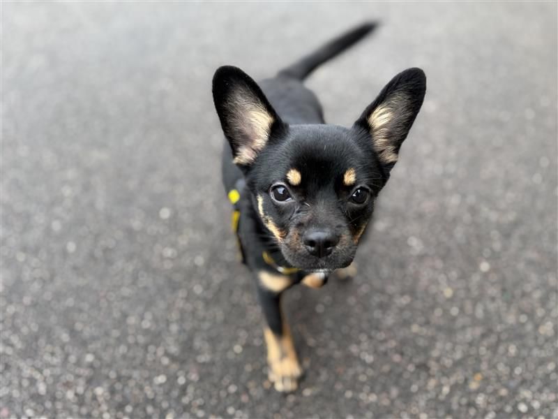 Luna | Chihuahua (Smooth Coat) Cross | Bridgend (Wales) - 7