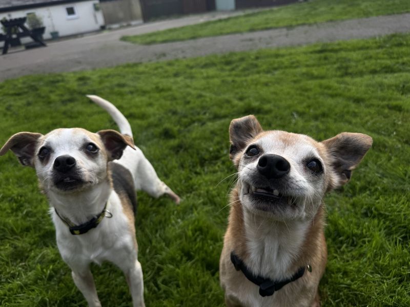 Poppy and Lola | Chihuahua (Smooth Coat) Cross | Bridgend (Wales) - 1