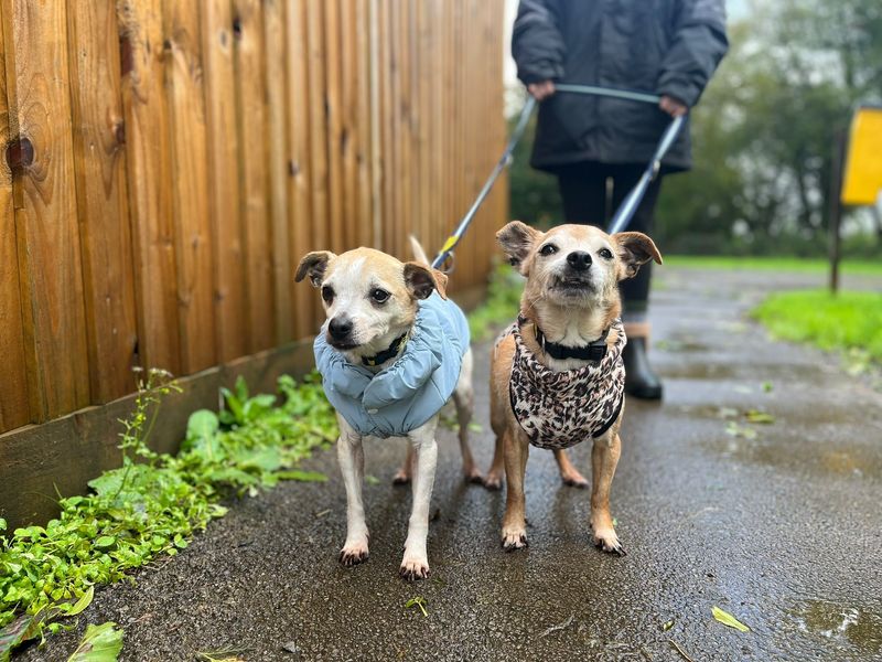 Poppy and Lola | Chihuahua (Smooth Coat) Cross | Bridgend (Wales) - 2