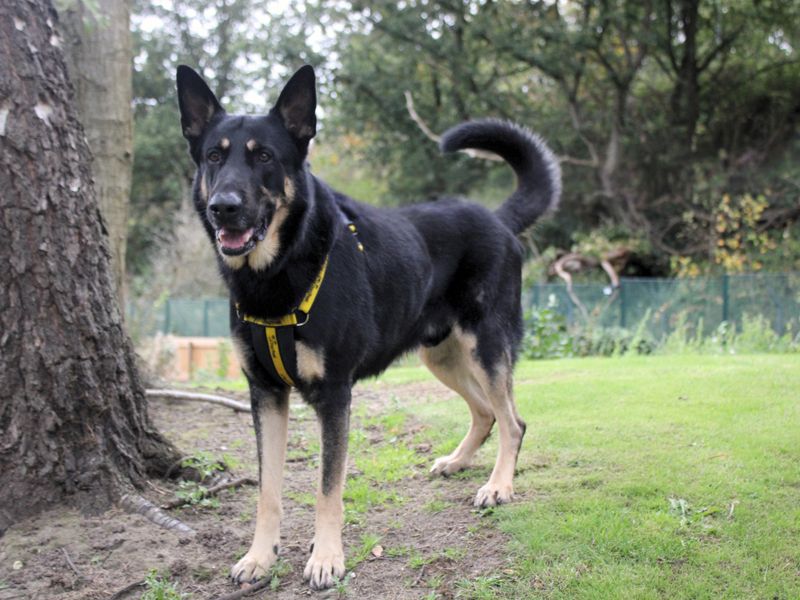 Gerrard | German Shepherd Dog | Merseyside (Liverpool) - 2