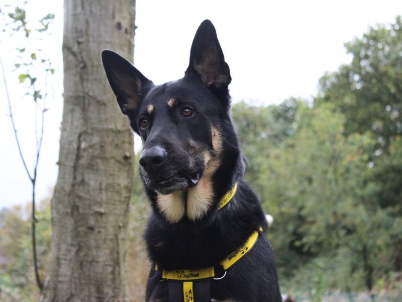 Gerrard | German Shepherd Dog | Merseyside (Liverpool) - 3