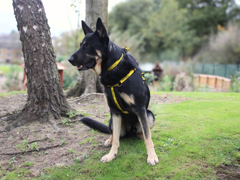 Gerrard | German Shepherd Dog | Merseyside (Liverpool) - 5