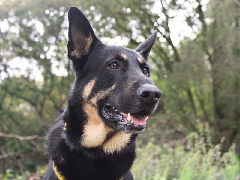 Gerrard | German Shepherd Dog | Merseyside (Liverpool) - 1