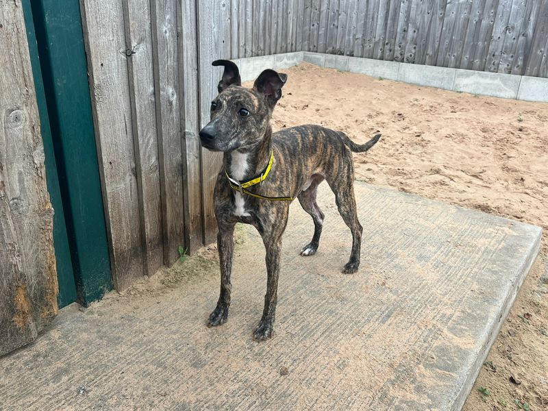 Rascal | Lurcher | Cardiff - 3
