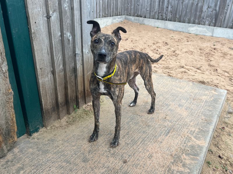 Rascal | Lurcher | Cardiff - 2