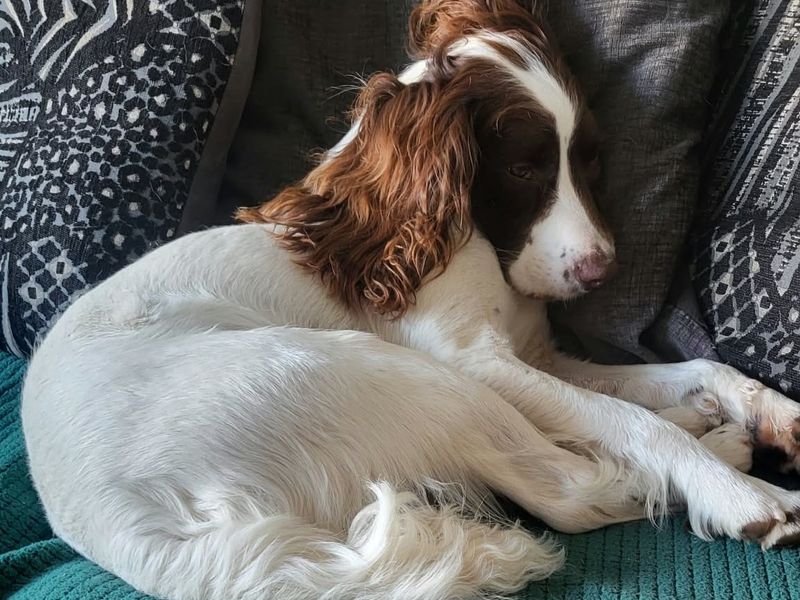 Max | Spaniel (English Springer) | West Calder (Edinburgh) - 2