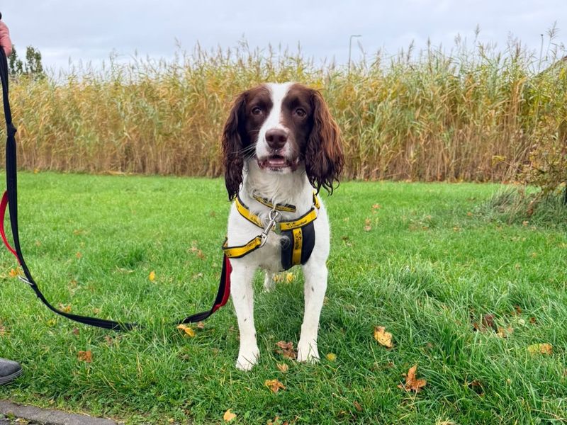 Max | Spaniel (English Springer) | West Calder (Edinburgh) - 3