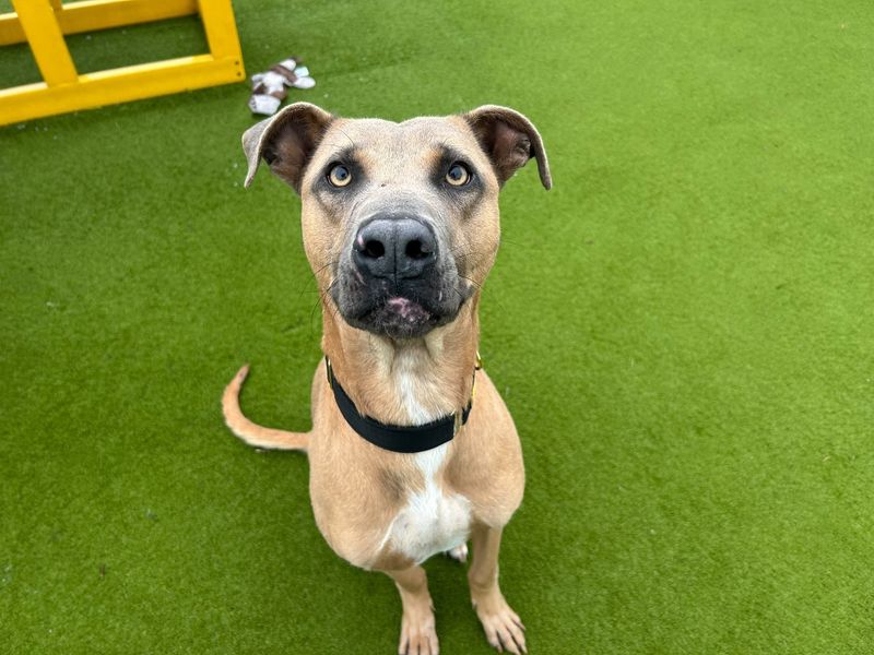 Pumpkin | Lurcher Cross | Basildon (Essex) - 1