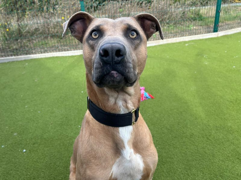 Pumpkin | Lurcher Cross | Basildon (Essex) - 2