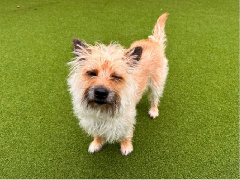 Benji | Terrier (Yorkshire) Cross | Salisbury (Wiltshire) - 6