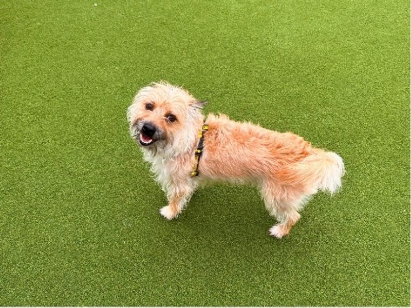 Benji | Terrier (Yorkshire) Cross | Salisbury (Wiltshire) - 8
