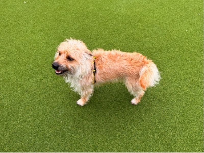 Benji | Terrier (Yorkshire) Cross | Salisbury (Wiltshire) - 2