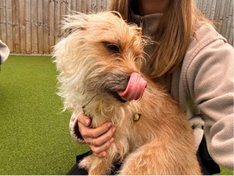 Benji | Terrier (Yorkshire) Cross | Salisbury (Wiltshire) - 5