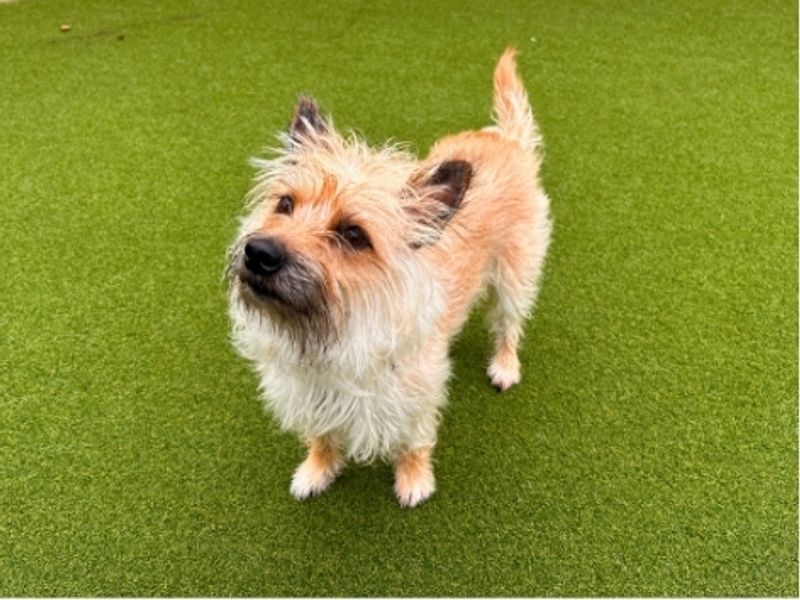 Benji | Terrier (Yorkshire) Cross | Salisbury (Wiltshire) - 3