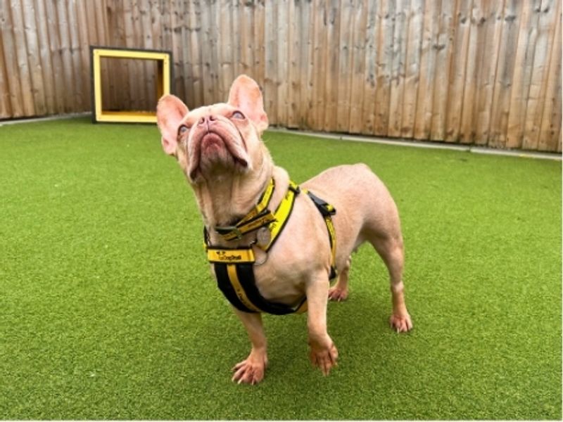Belle | French Bulldog | Salisbury (Wiltshire) - 1