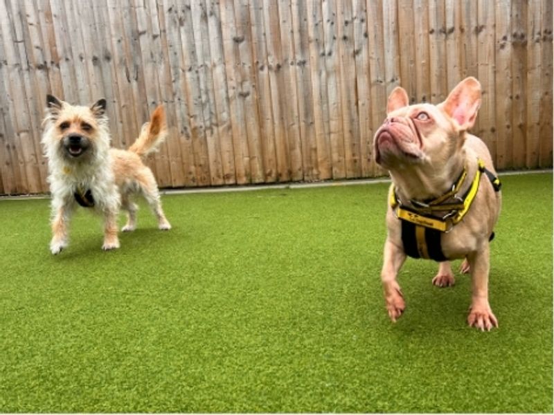 Belle | French Bulldog | Salisbury (Wiltshire) - 4