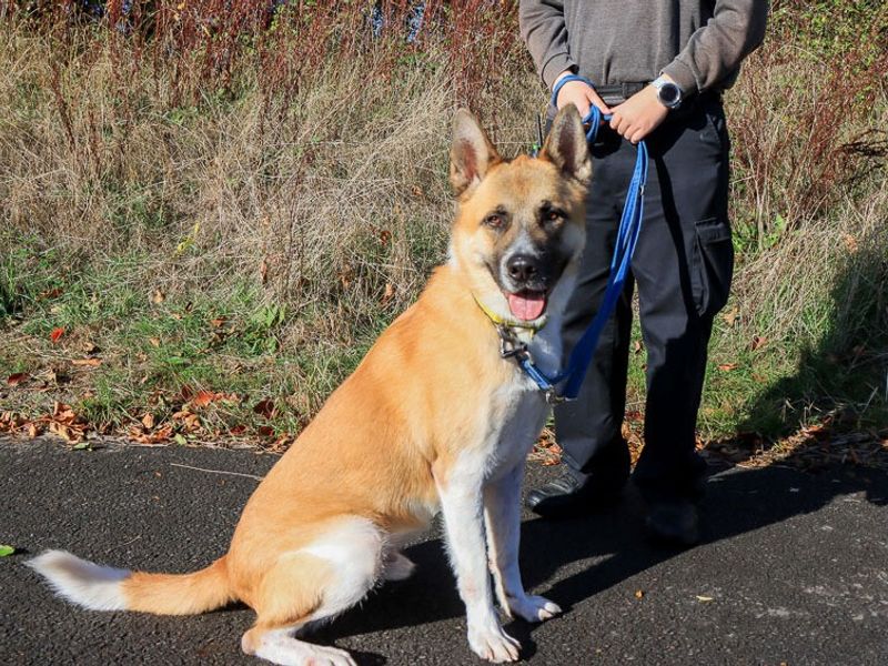 David | Akita | Evesham (Worcestershire) - 1