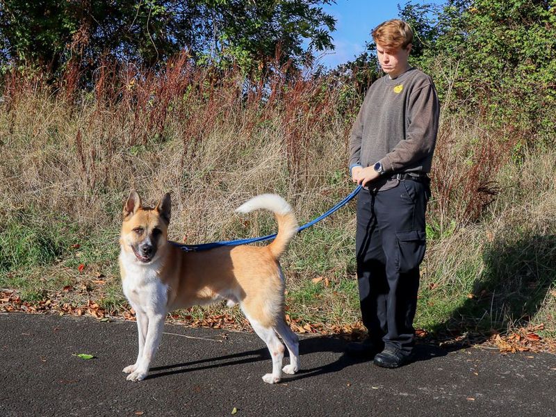 David | Akita | Evesham (Worcestershire) - 4