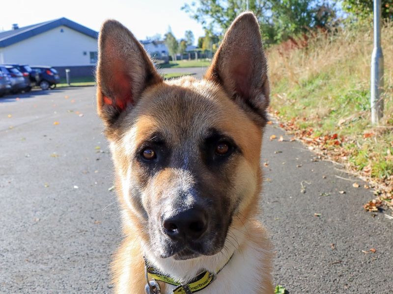 David | Akita | Evesham (Worcestershire) - 2