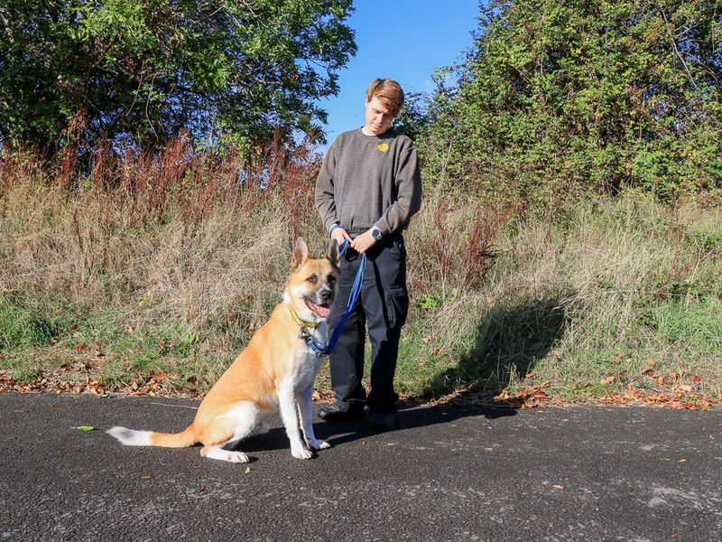 David | Akita | Evesham (Worcestershire) - 3